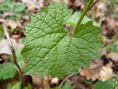 Feuilles entières dégageant une odeur d'ail lorsqu'on les froisse. On notera une évolution de leur forme au fur et à mesure que l'on
monte dans la plante, les inférieures étant réniformes tandis que les supérieures sont cordées. Agrandir dans une nouvelle fenêtre (ou onglet)